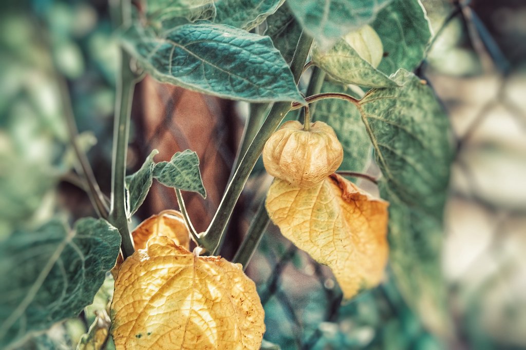 Physalis peruviana