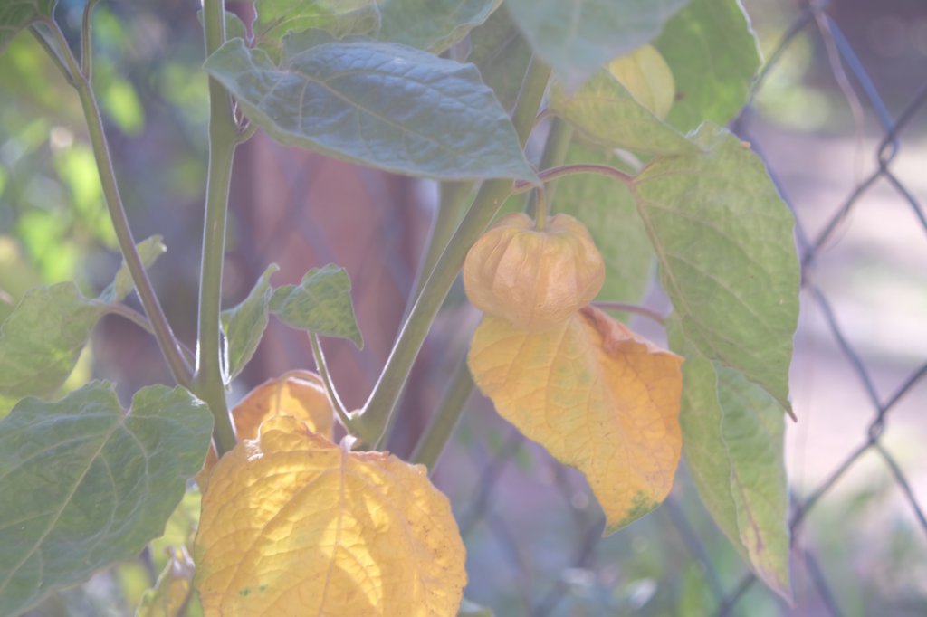 Physalis peruviana