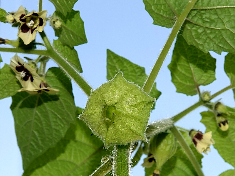 Physalis Pruinosa / Ananaskirsche