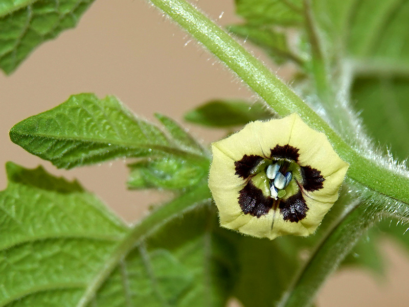 Physalis Pruinosa