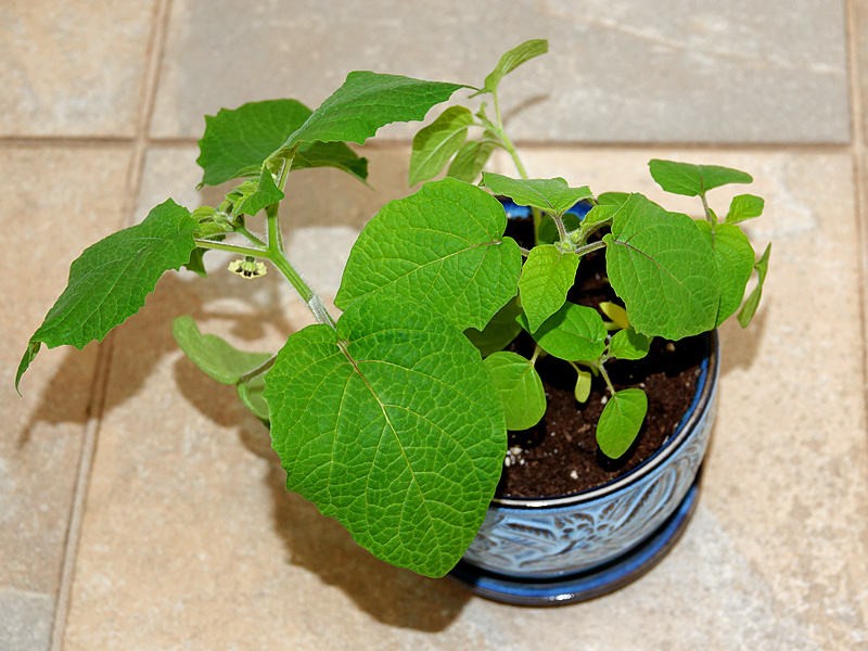 Physalis Pruinosa