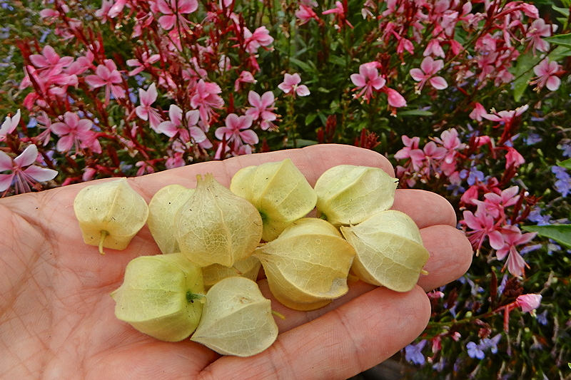 Physalis