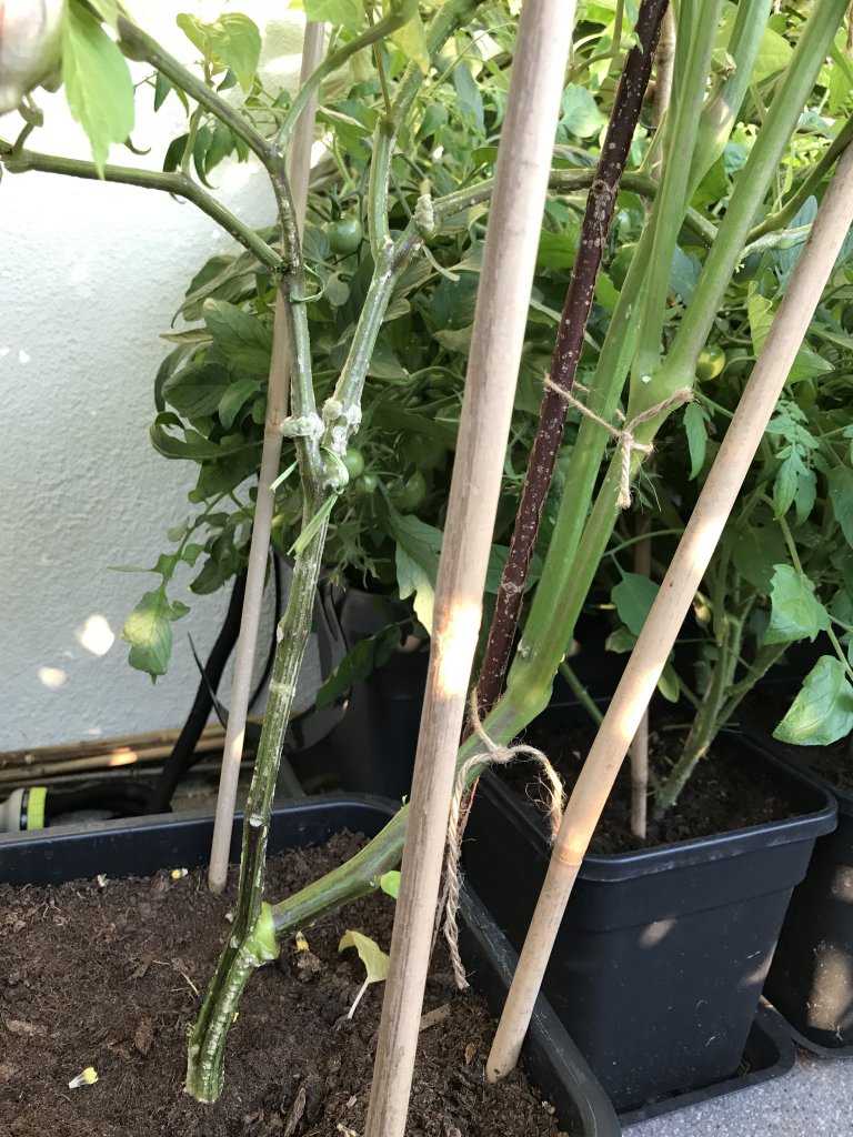 Physalis