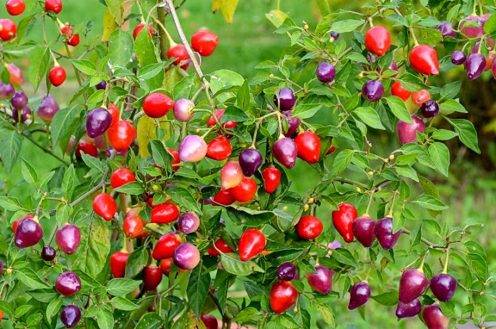 Pimenta Barro do ribeiro, C.baccatum