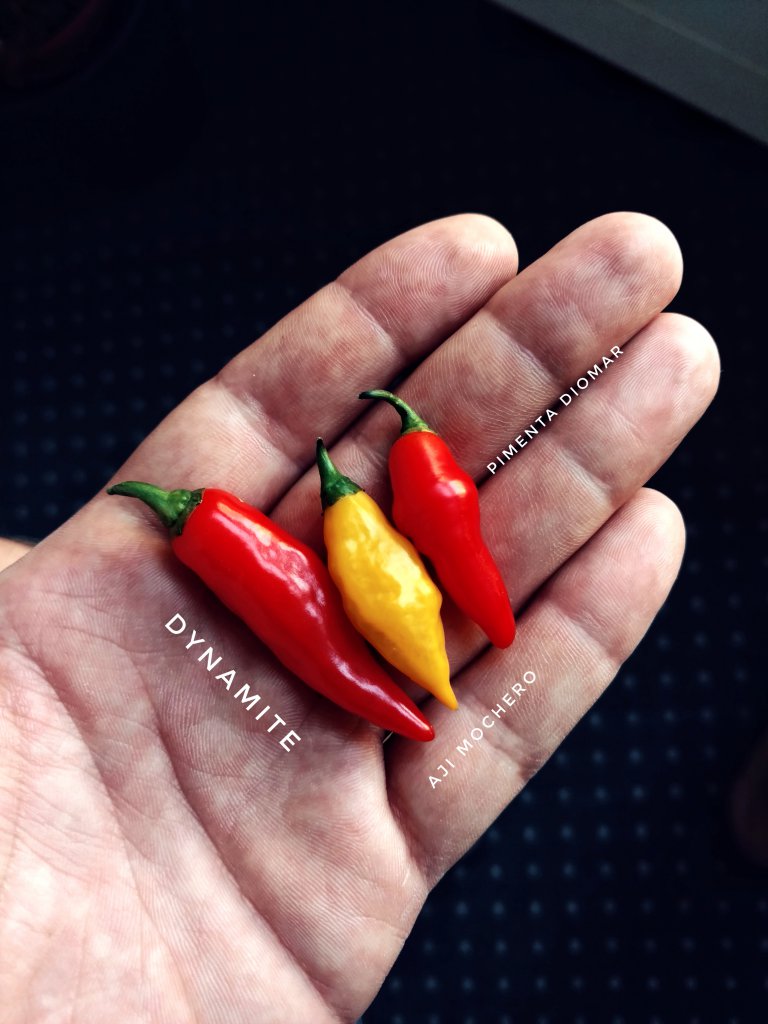 Pimenta Diomar, Aji Mochero & Dynamite