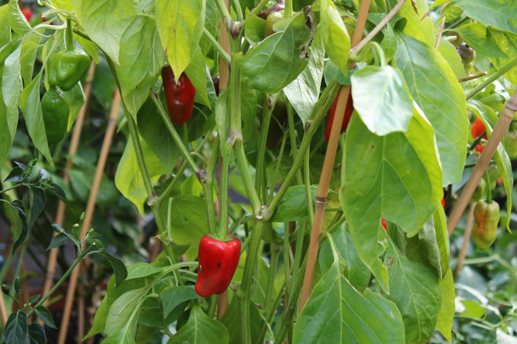 Pimenta Palmera