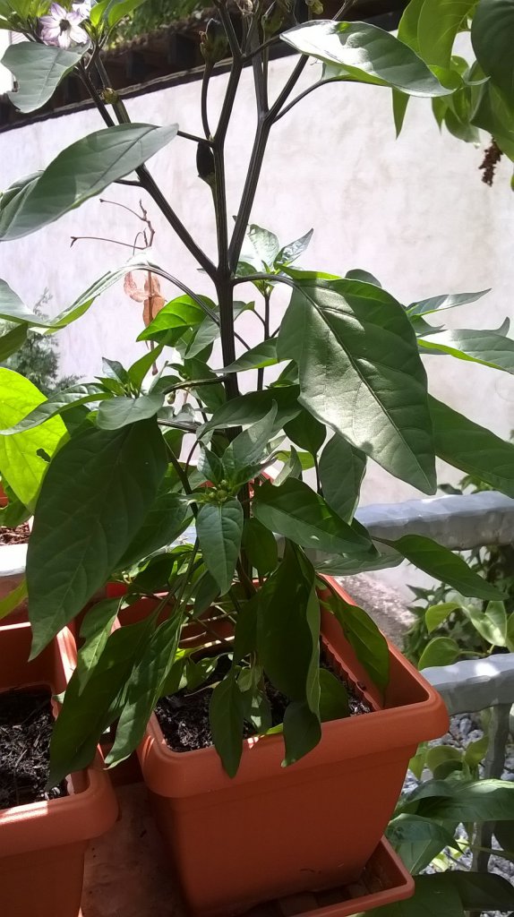 Pimenta Preta Orange (?)