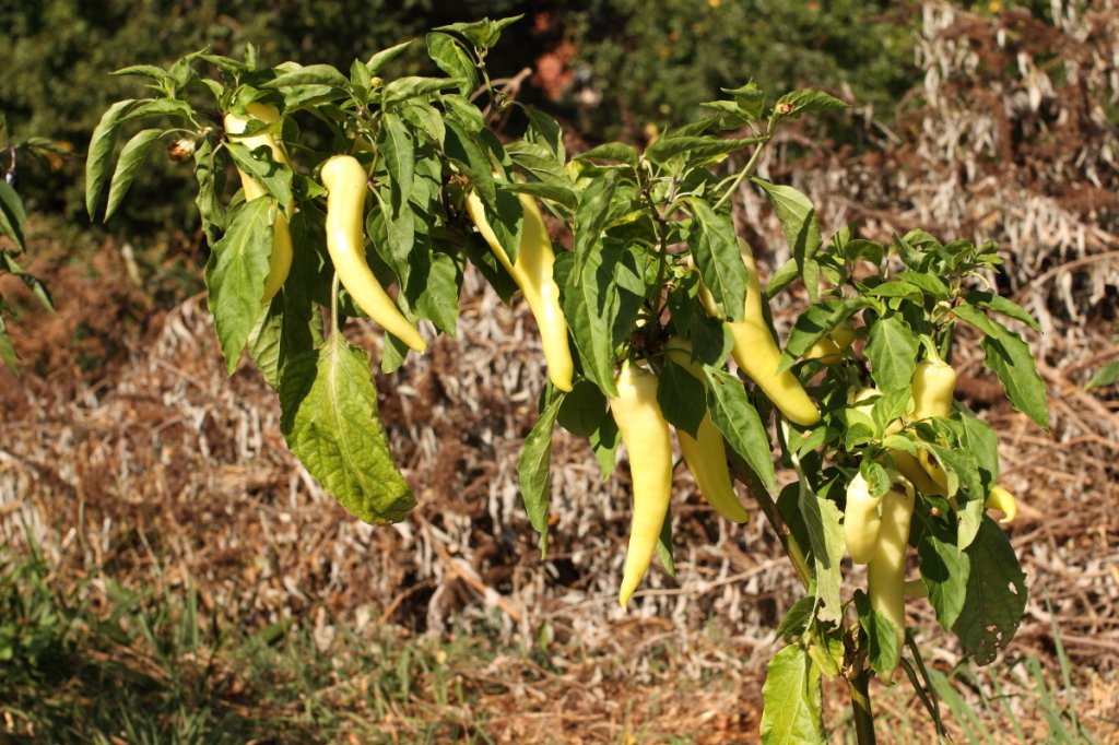 pimento blanco