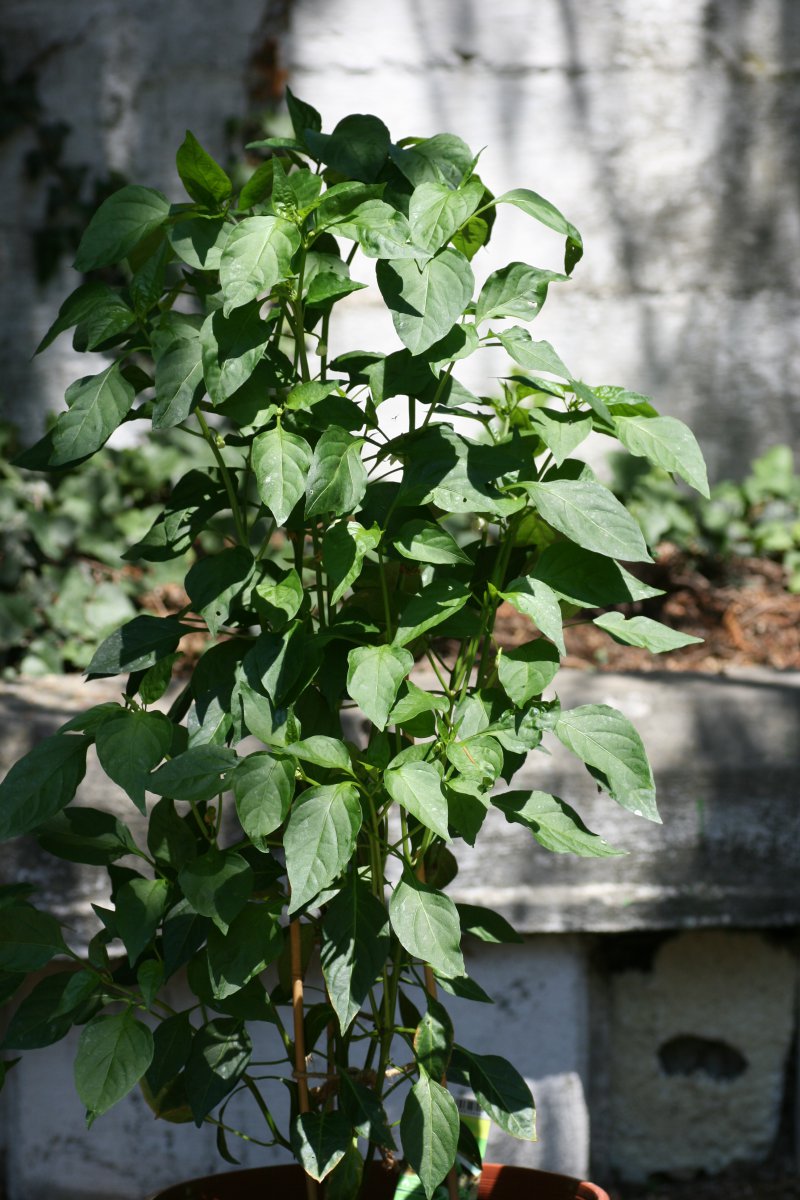 Pimiento de Padron.JPG