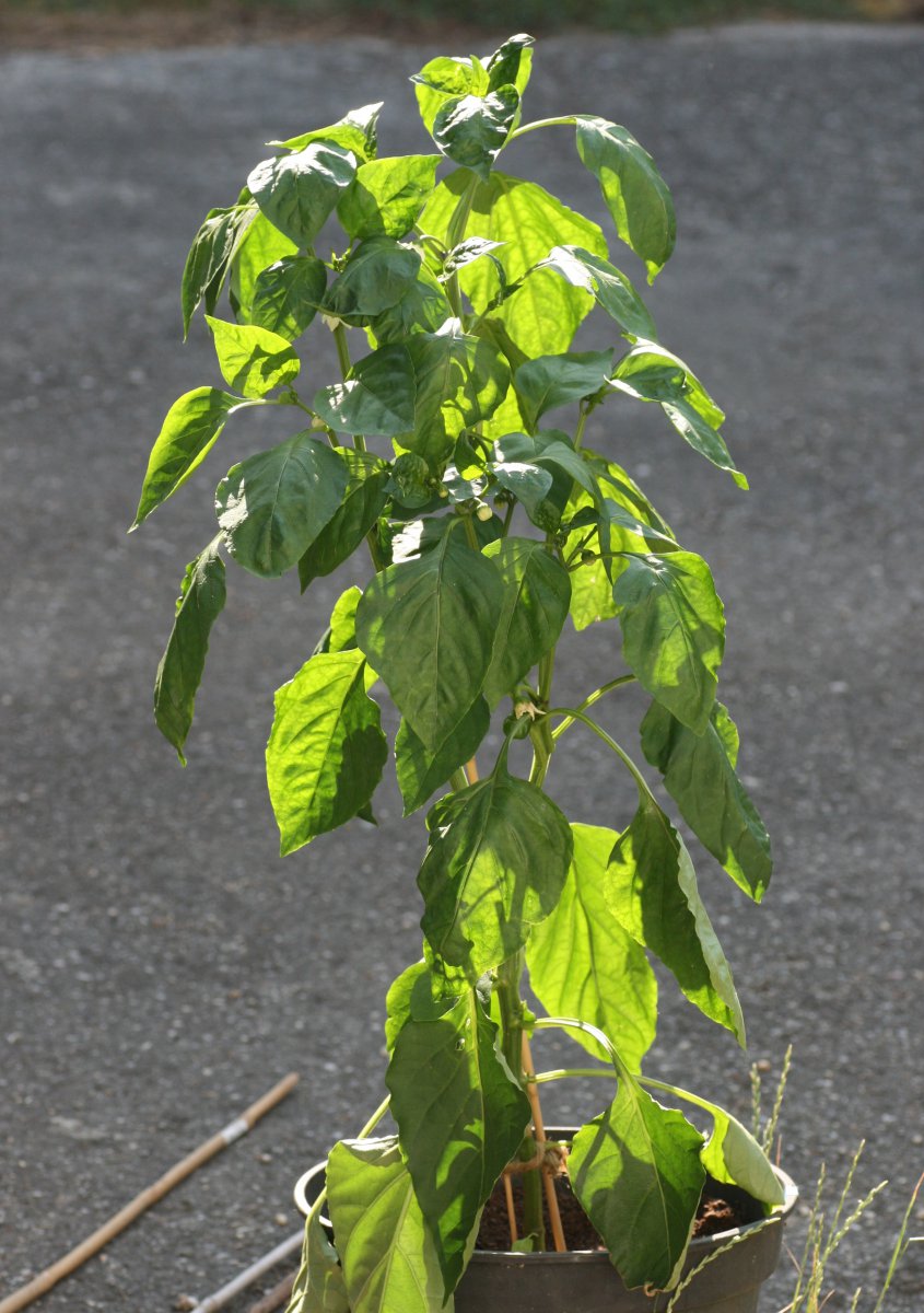 Pimiento Quadrato d`Asti Giallo 1.JPG