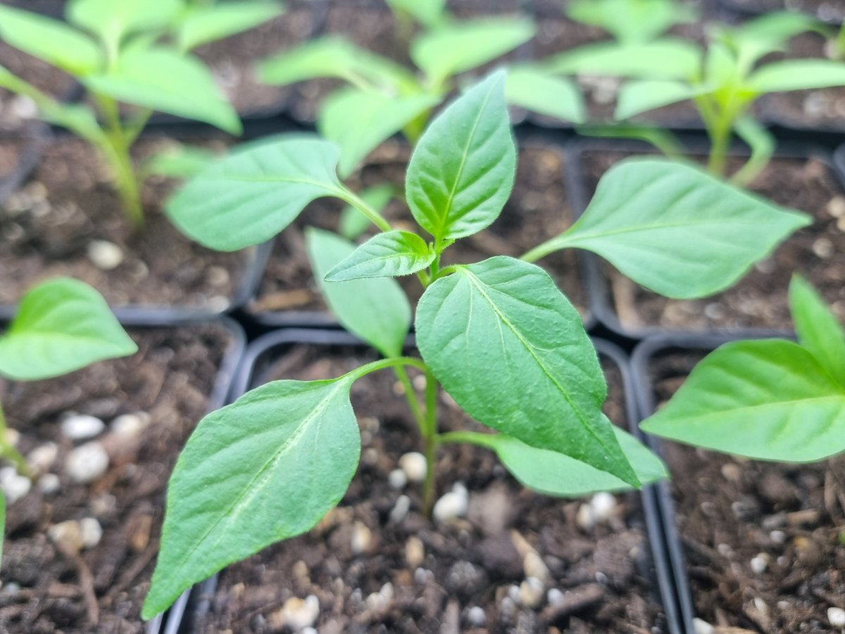 Pimiento Serrano 21.02.25