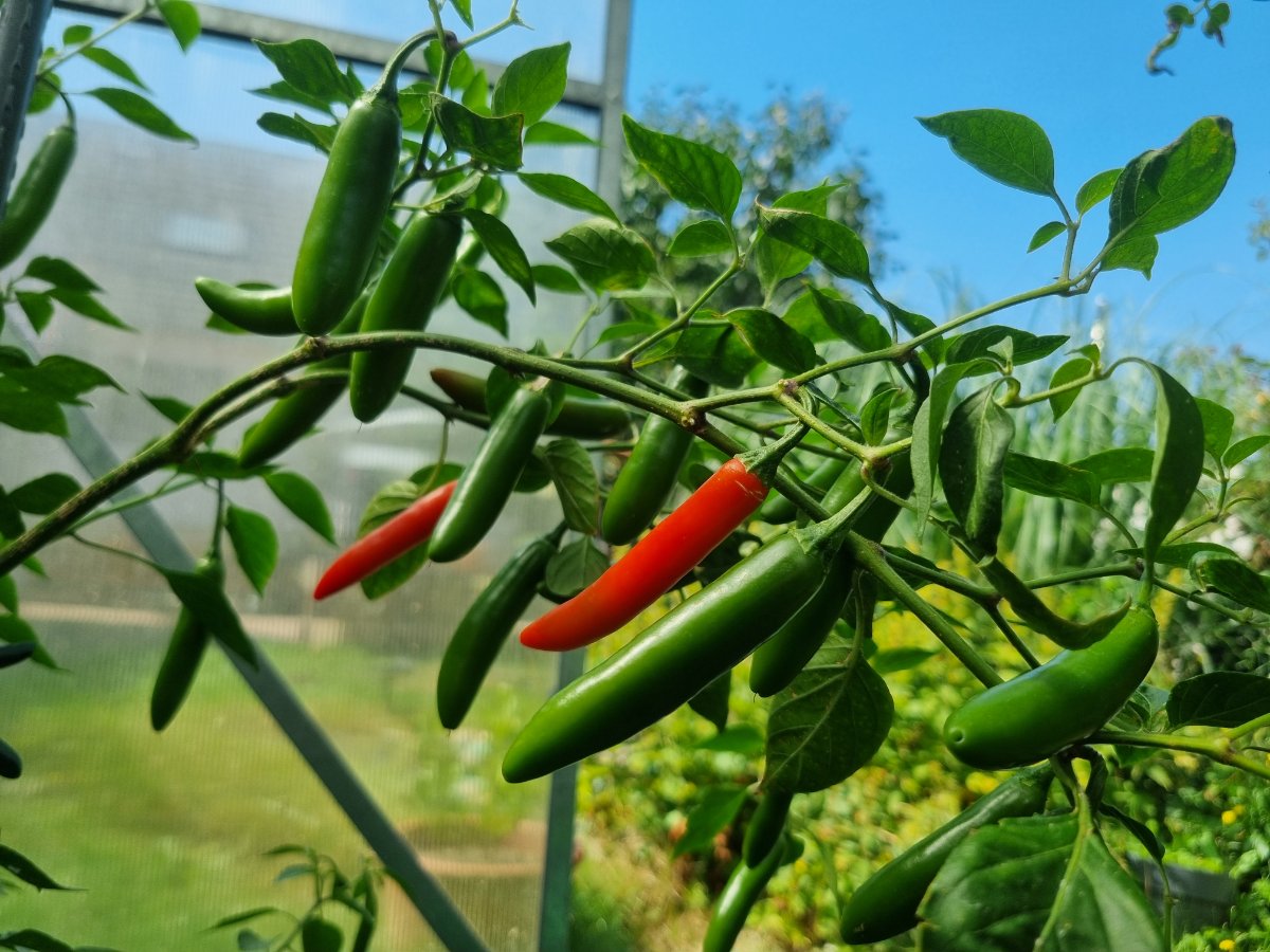 Pimiento Serrano 23.08.25