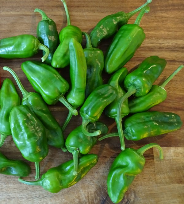 Pimiento_de_Padron