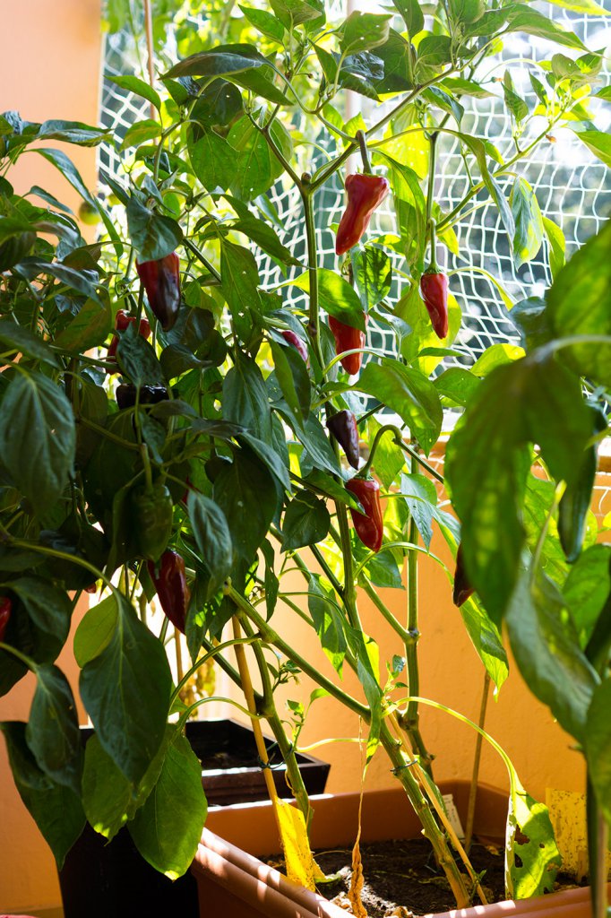 Pimiento_Piquillo_Pflanze