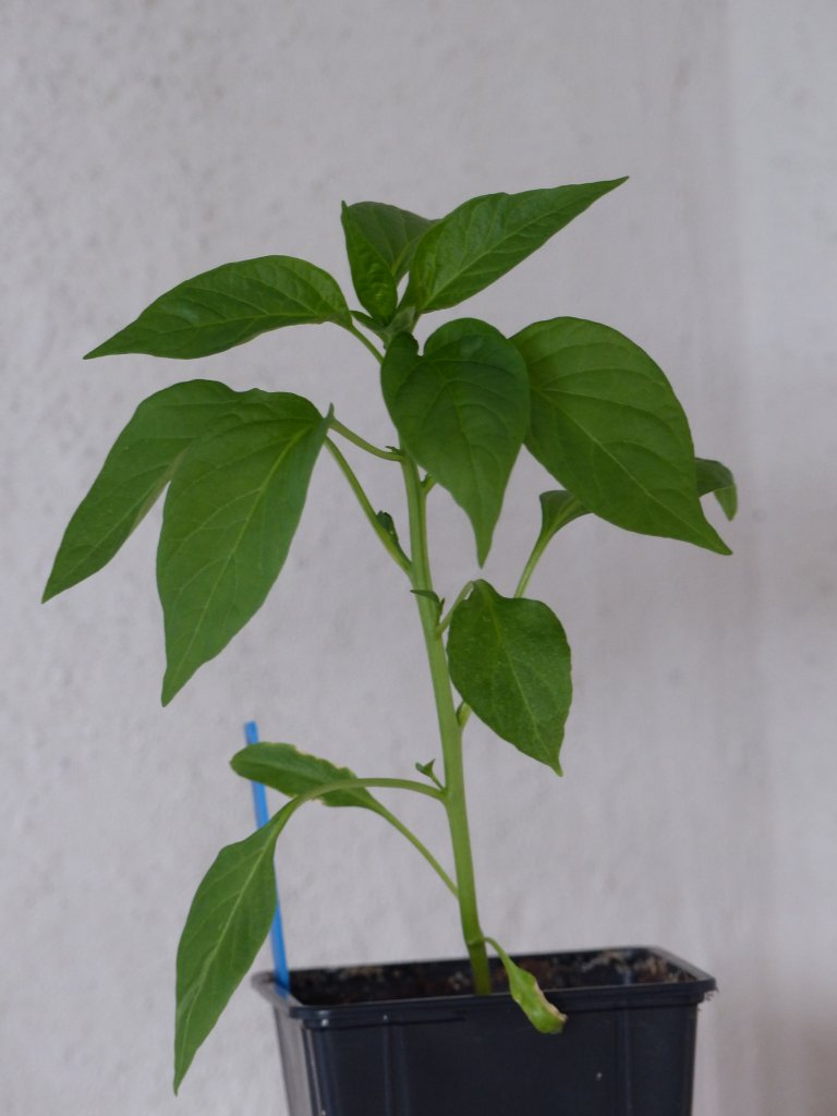 Pimientos de Padron