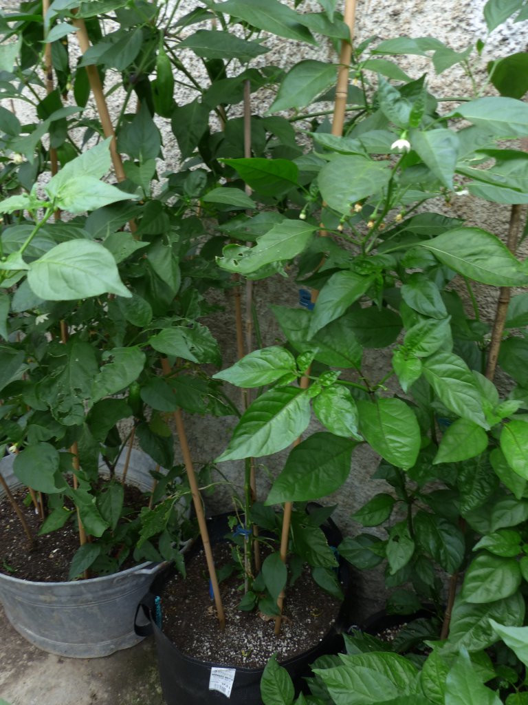 Pimientos de Padron