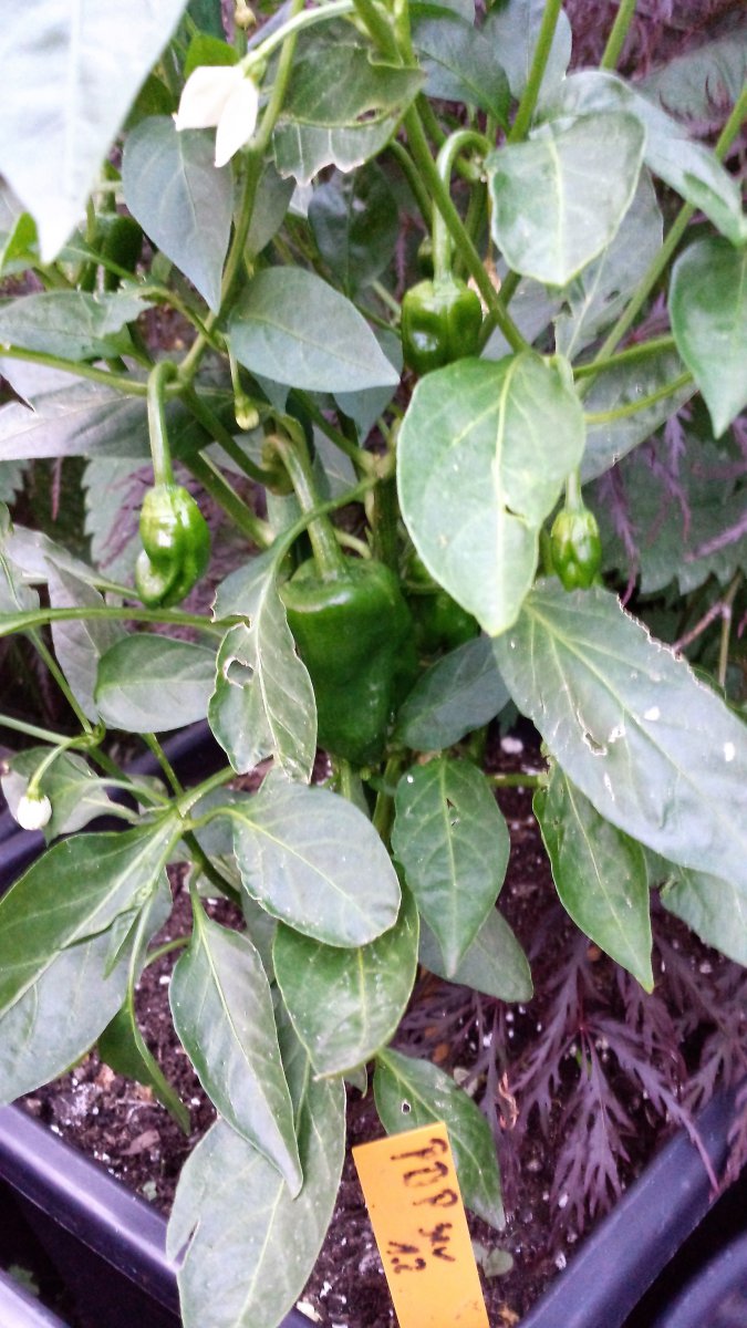 Pimientos de Patron