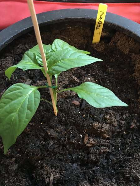 Pimientos del Padron