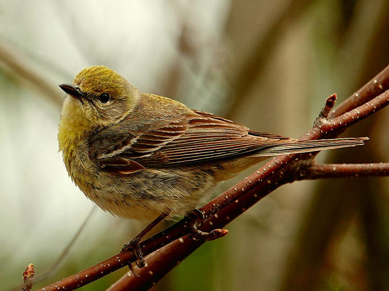 Pine Warbler / Kiefernwaldsänger