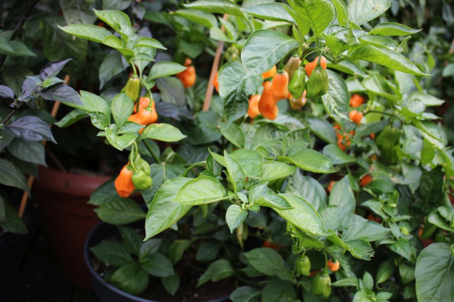 Pink Habanero