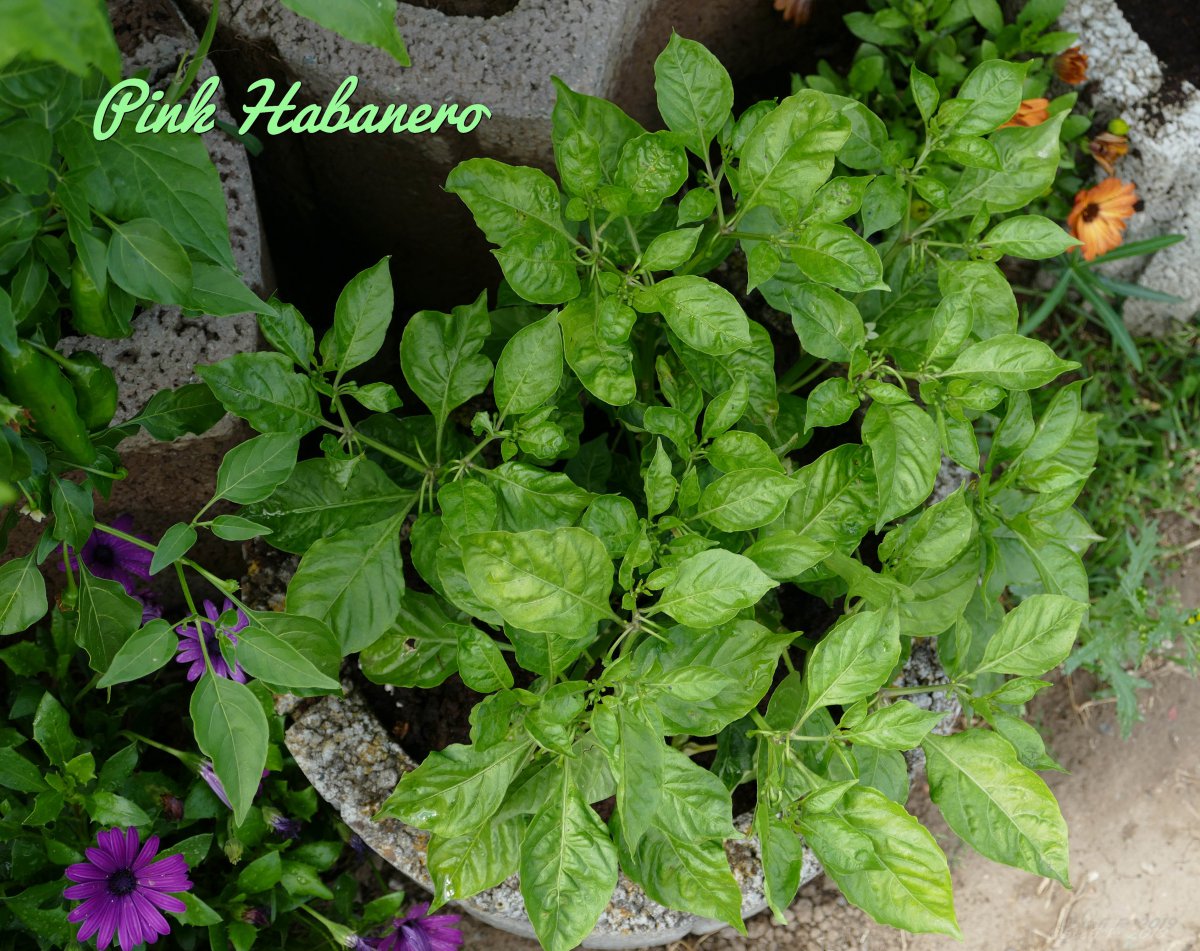 Pink Habanero