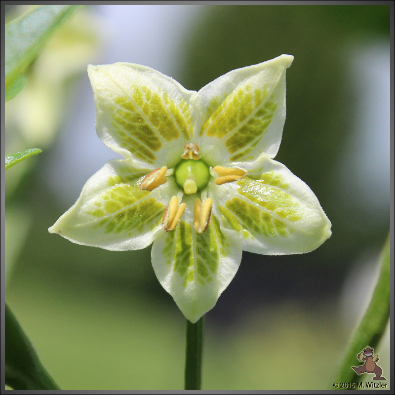 Piquante-flower