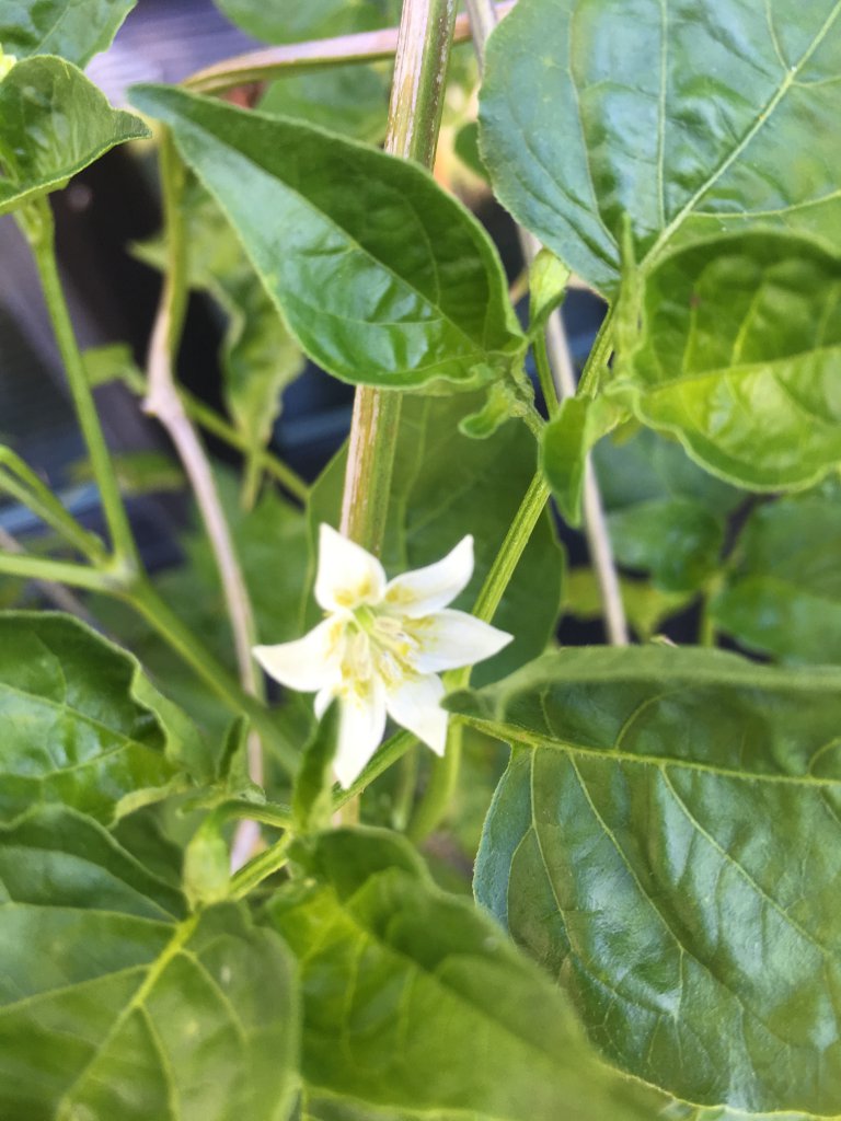 Piri Piri Blüte