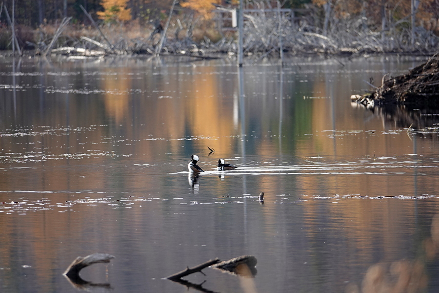 Pond Am Morgen