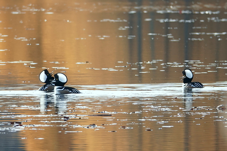 Pond Am Morgen