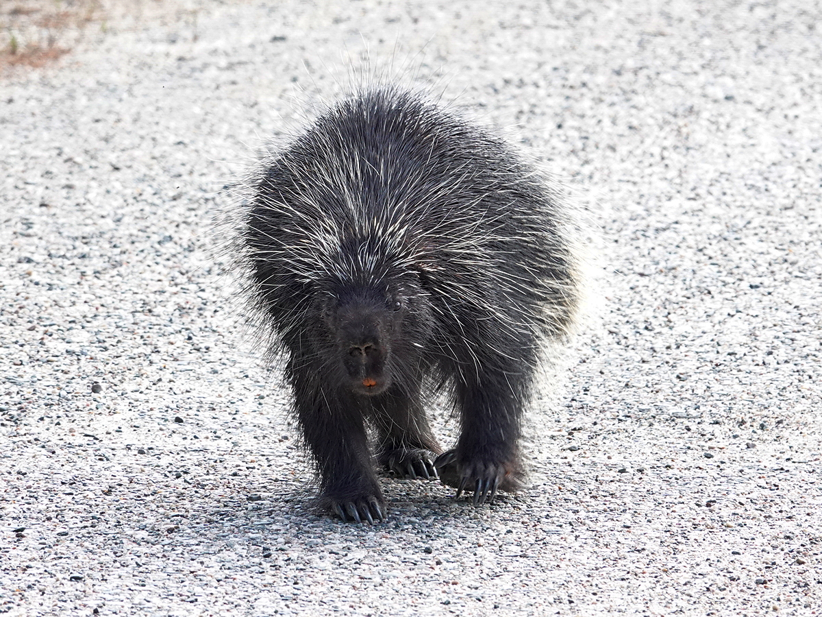 Porcupine