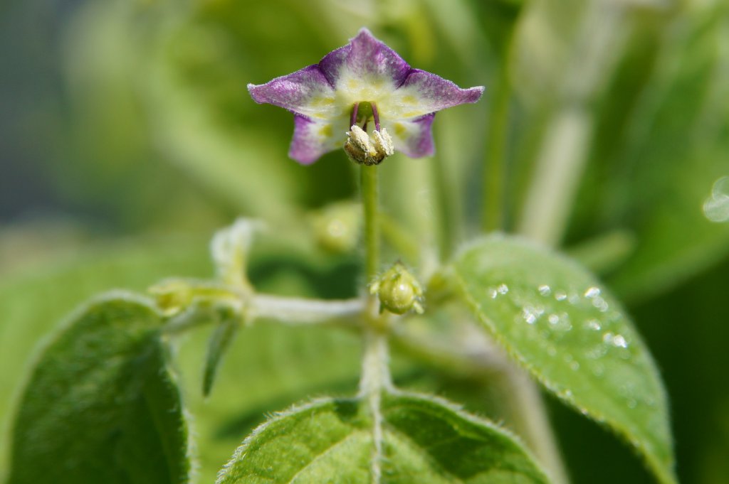 Praetermissum DSC03733
