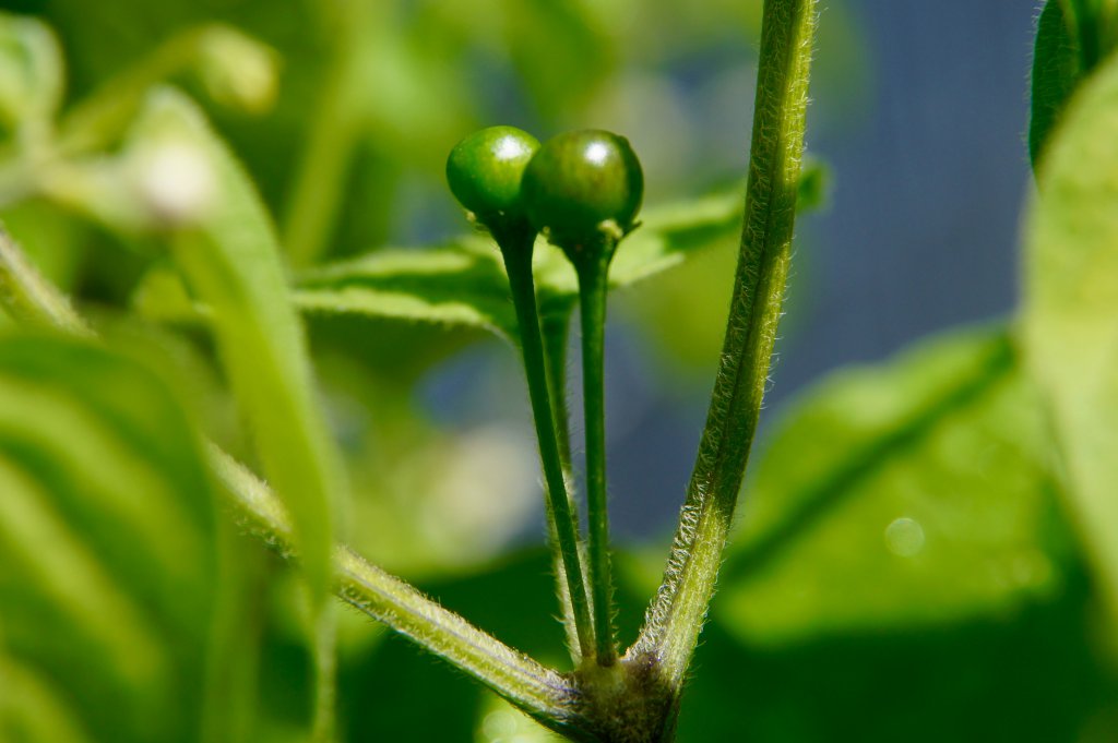 Praetermissum DSC03734