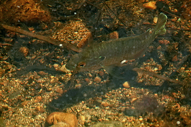 Pumpkinseed / Sonnenbarsch