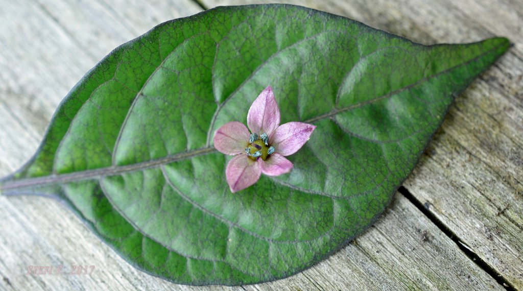 Purple Bhut