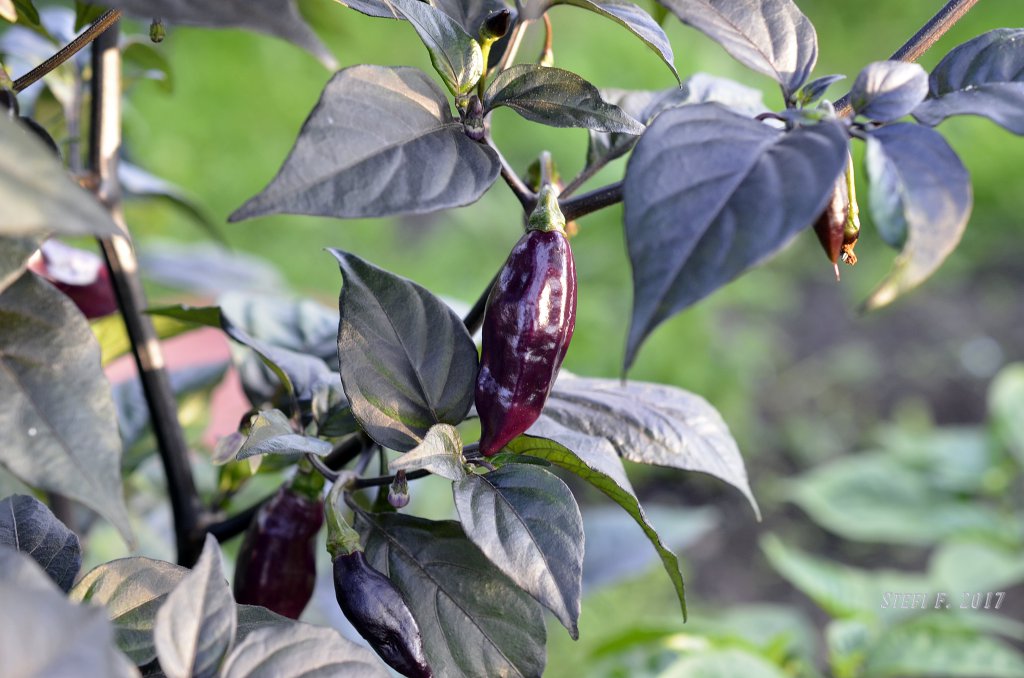 Purple Bhut