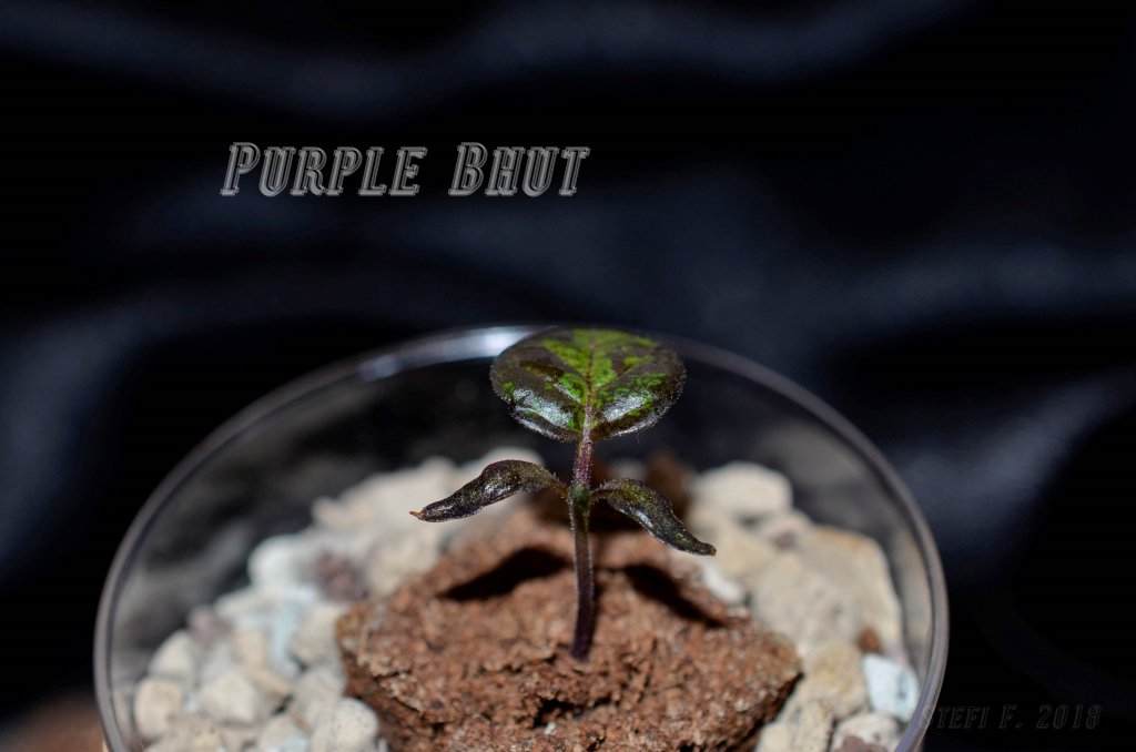 Purple Bhut