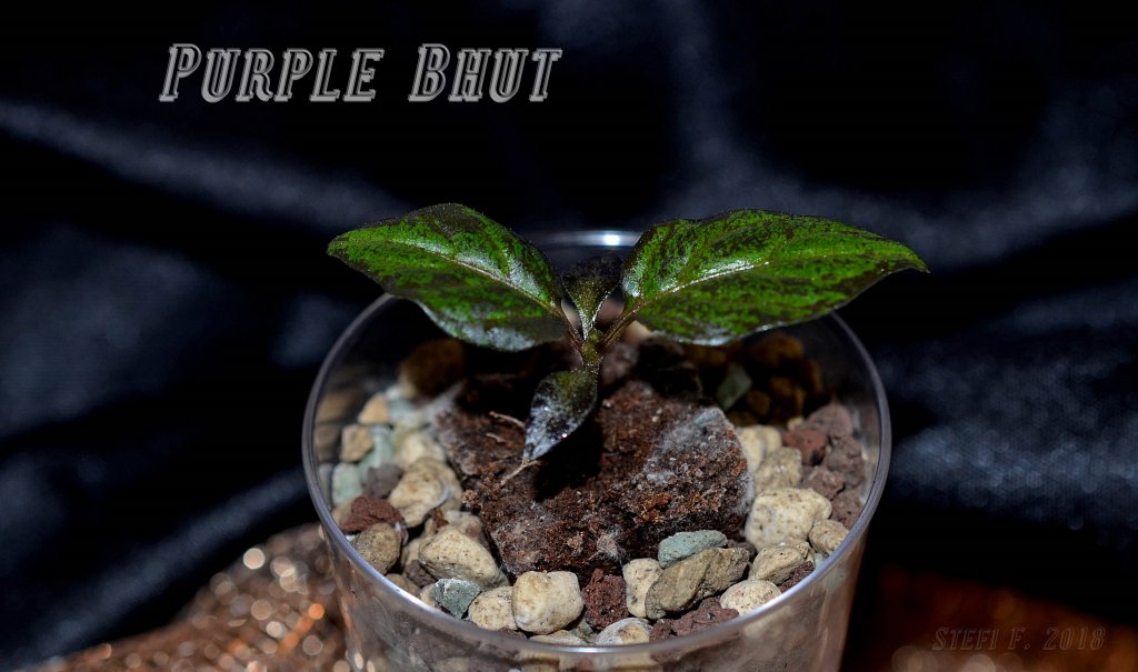 Purple Bhut