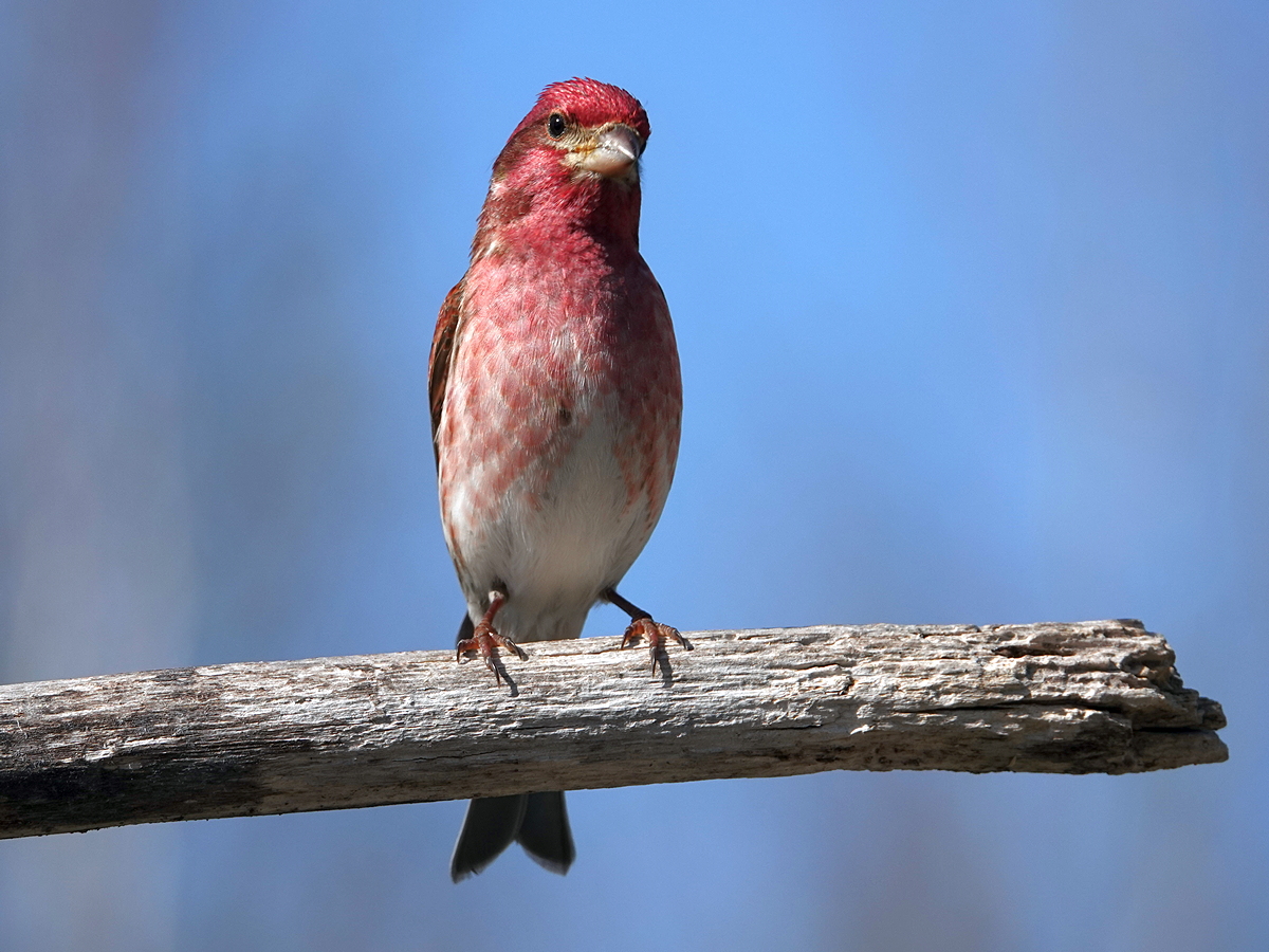 Purple Finch Male