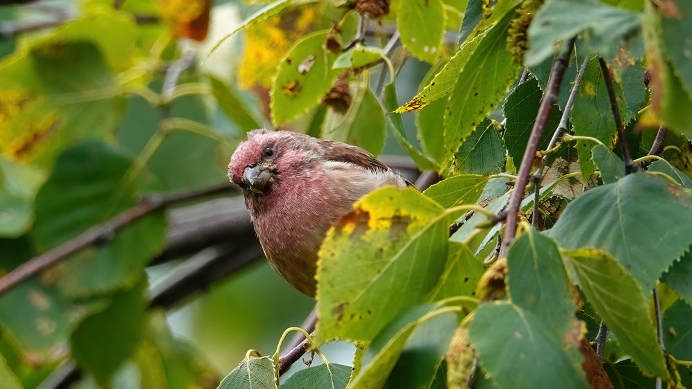 Purple Finch