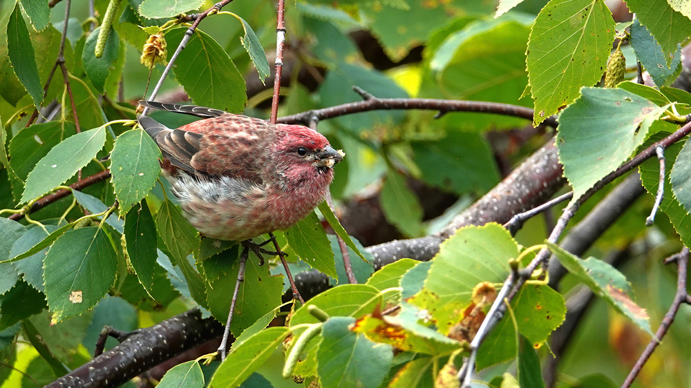 Purple Finch