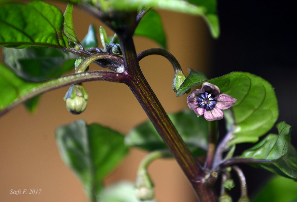 Purple Ghost Scorpion, erste offene Blüte, 05.06.