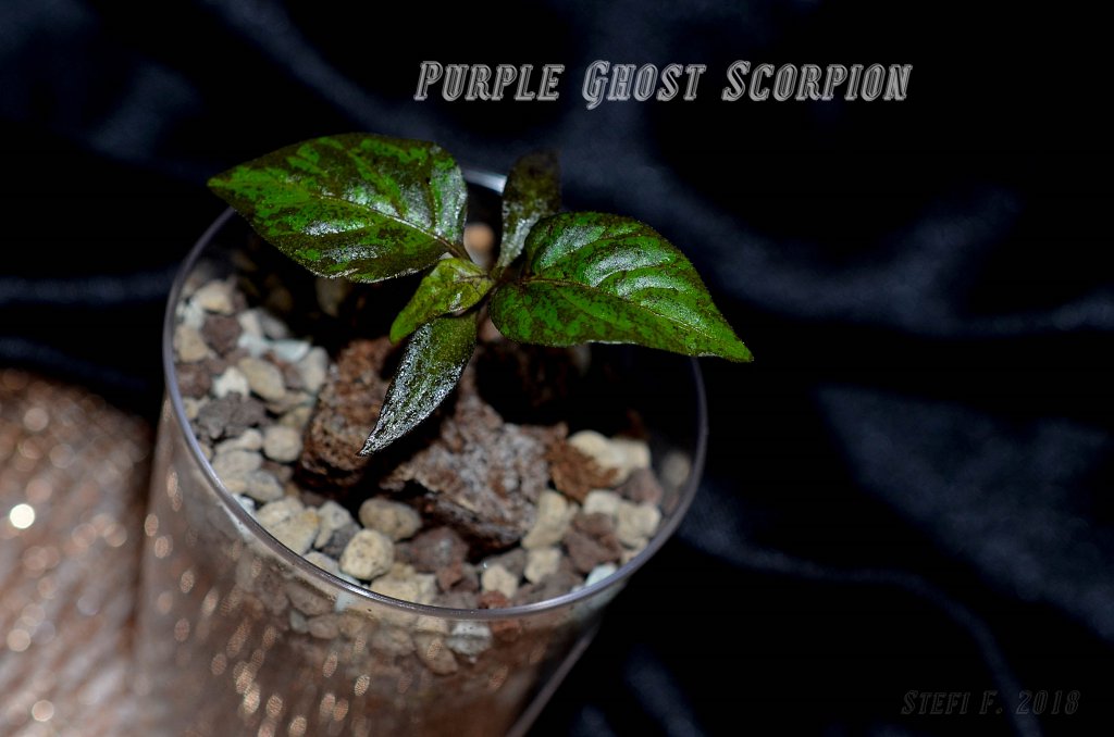 Purple Ghost Scorpion