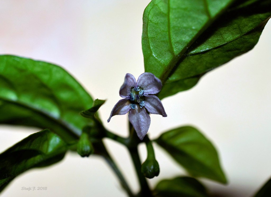 Purple Ghost Scorpion