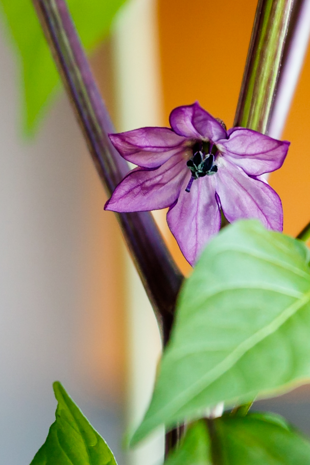 Purple Jalapeno Blüte