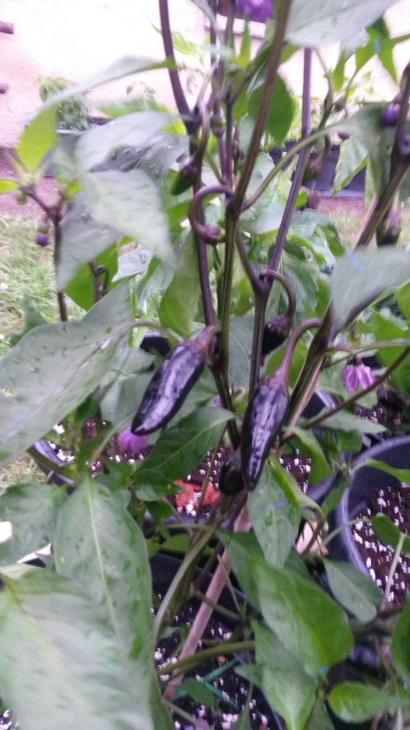 Purple Jalapeno