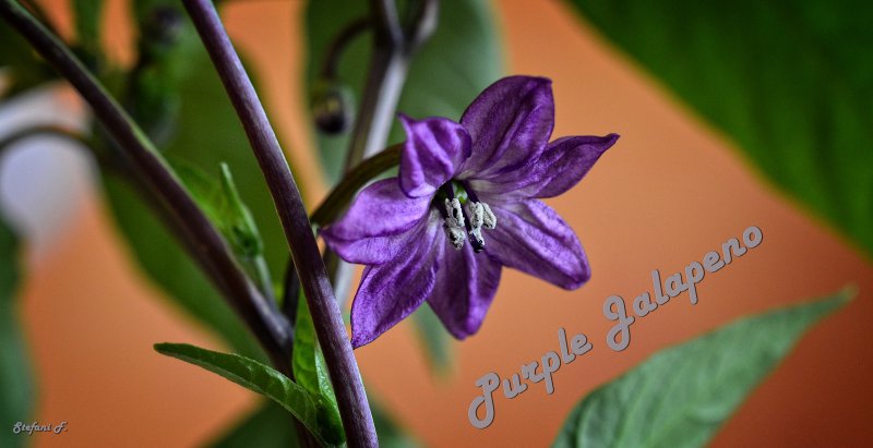 Purple Jalapeño