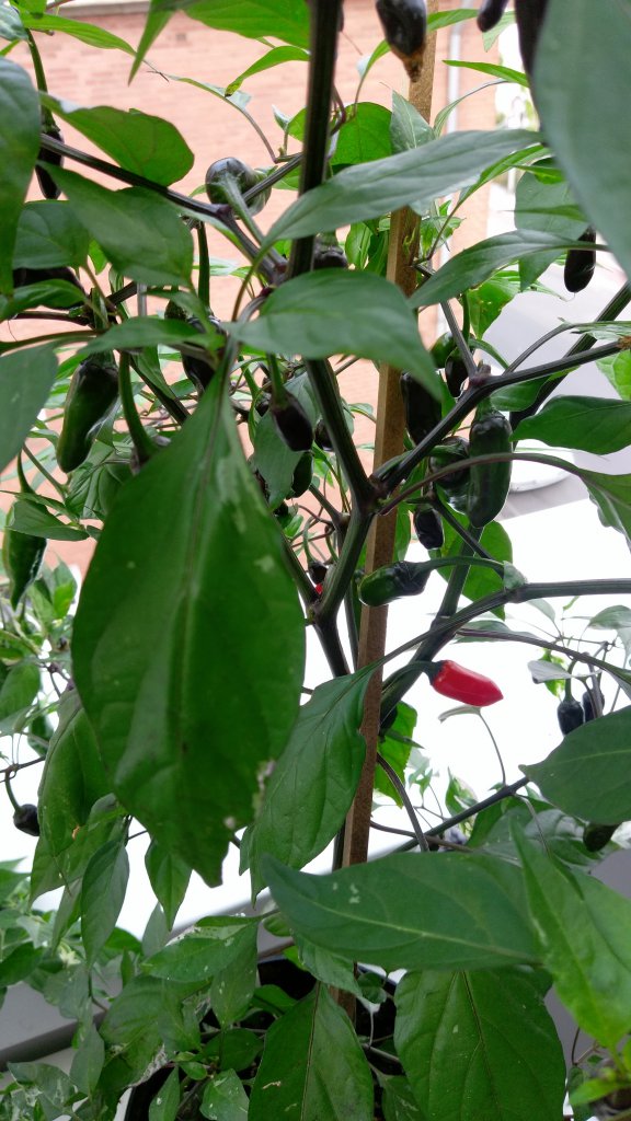 Purple Tiger (Capsicum annuum)