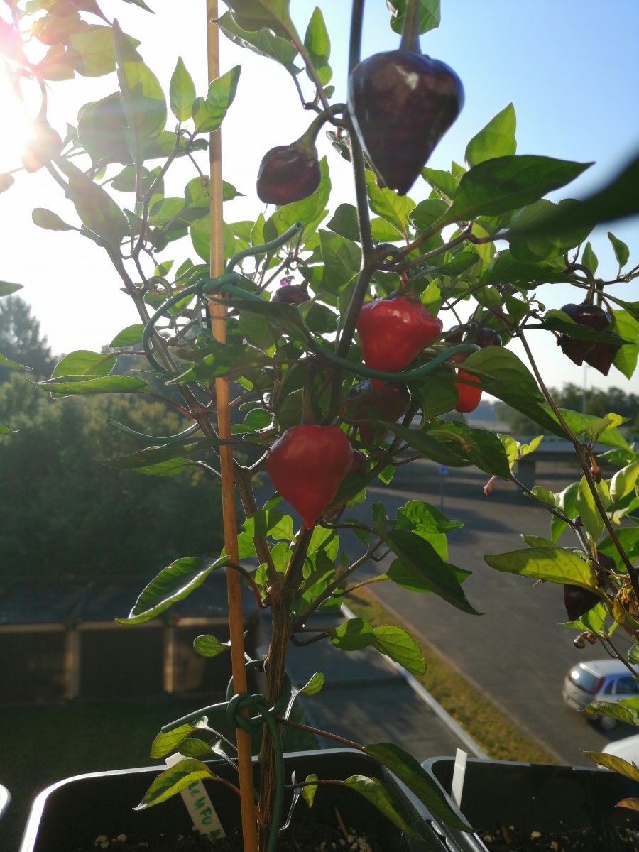 Purple UFO (reift rot ab)