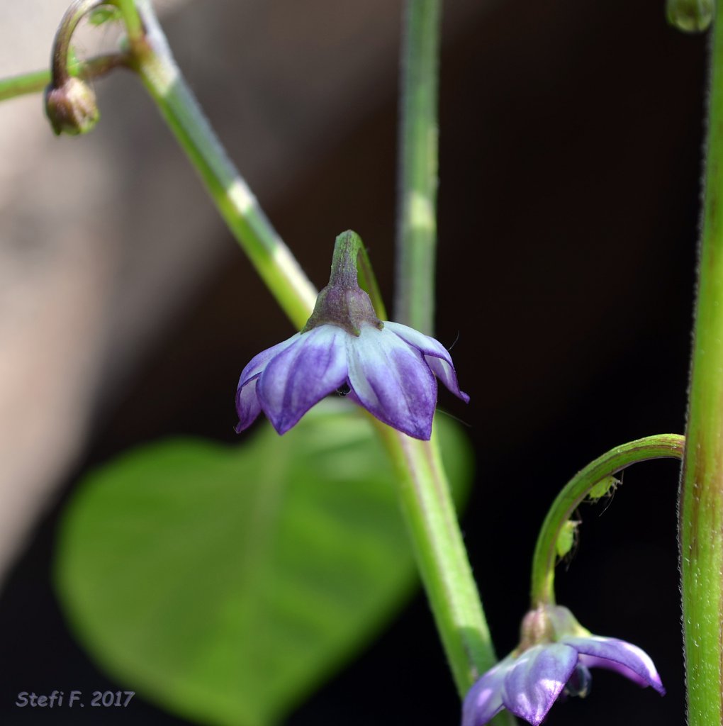 Purple Ufo