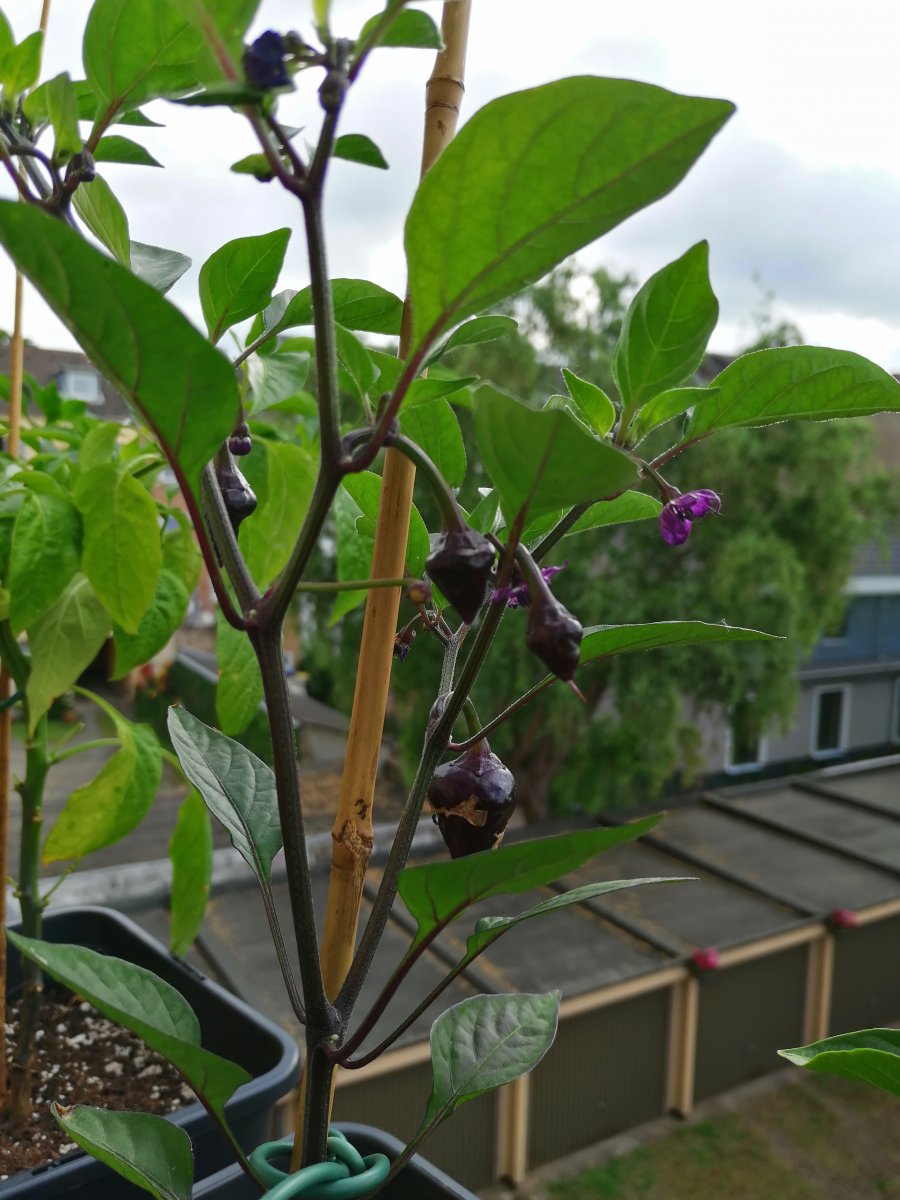 Purple UFO